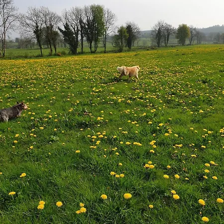 Nellies & Log Kilcogy